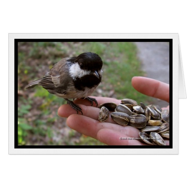 Alimentar A Las Aves (Anverso (Horizontal))