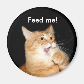 Alimente el imán del gato