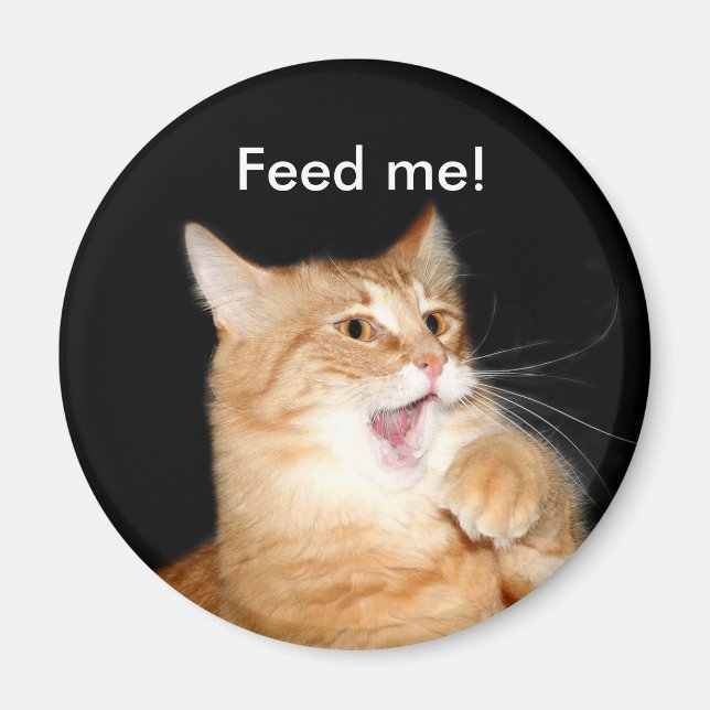 Alimente el imán del gato (Frente)