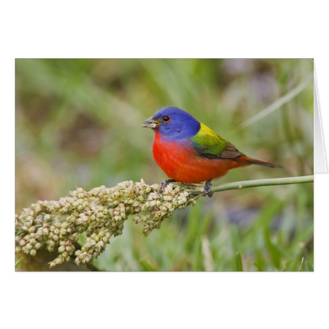 Alimento masculino de Bunting (ciris passeriano) (Anverso (Horizontal))