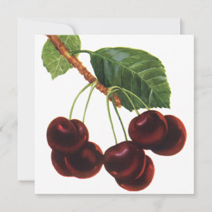 Alimentos de fruta añejos y cerezas maduras de un 