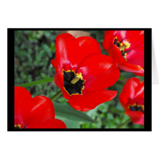 Aliste tan para Spring~1