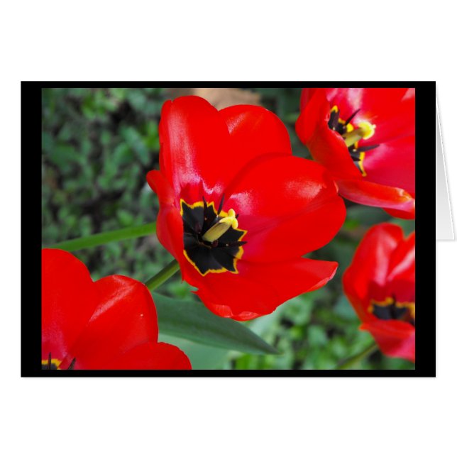 Aliste tan para Spring~1 (Anverso (Horizontal))