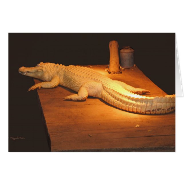 Alligador de Albino (Anverso (Horizontal))