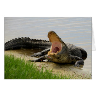 Alligator Face te espera