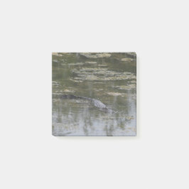 Alligator Post lo nota