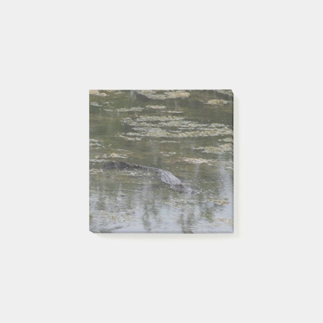 Alligator Post lo nota (Anverso)