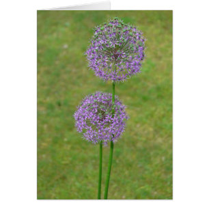 Allium dos