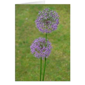Allium dos