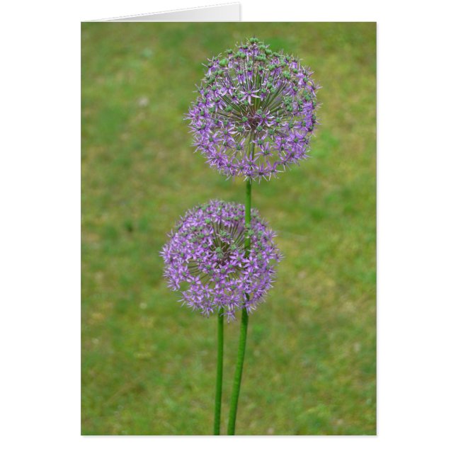Allium dos (Frente)