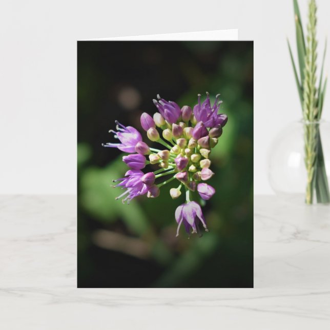 Allium, tarjeta (Anverso)