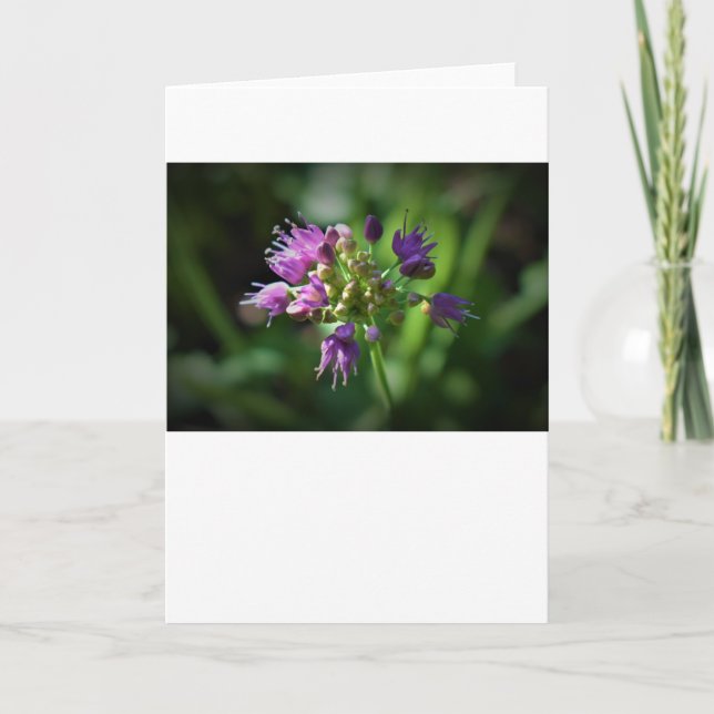 Allium, tarjeta (Anverso)