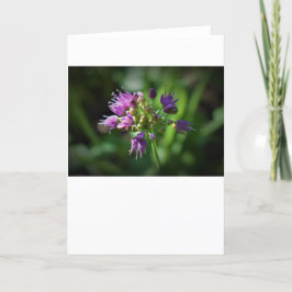 Allium, tarjeta