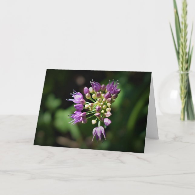Allium, tarjeta (Anverso)