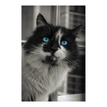 Alma Azur Ojos Azules Gato Blanco y Negro Arte Ref