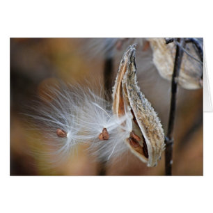 almácigo mullido del milkweed
