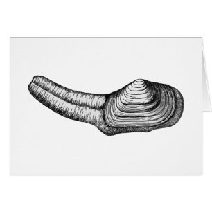 Almeja de Geoduck (ilustracion blanco y negro)