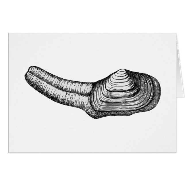 Almeja de Geoduck (ilustracion blanco y negro) (Anverso (Horizontal))