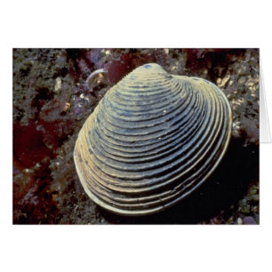 Almeja de la mantequilla (giganteus) de Saxidomus