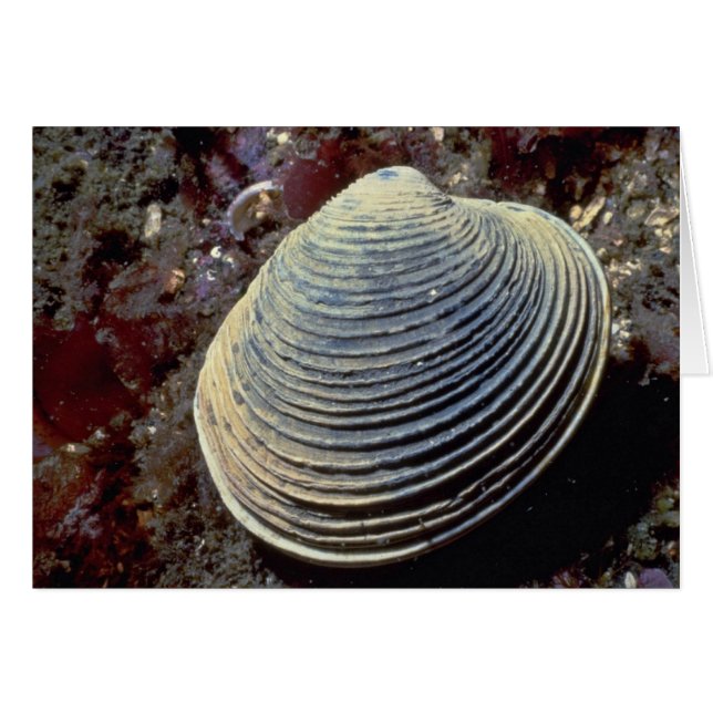 Almeja de la mantequilla (giganteus) de Saxidomus (Anverso (Horizontal))