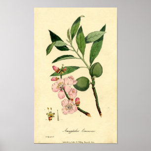 Almendra botánica de la impresión (amygdalus