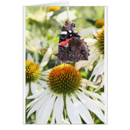 Almirante Mariposa en Flor