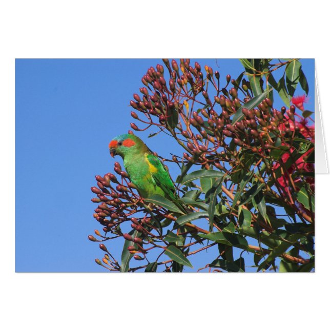 Almizcle Lorikeet (Anverso (Horizontal))