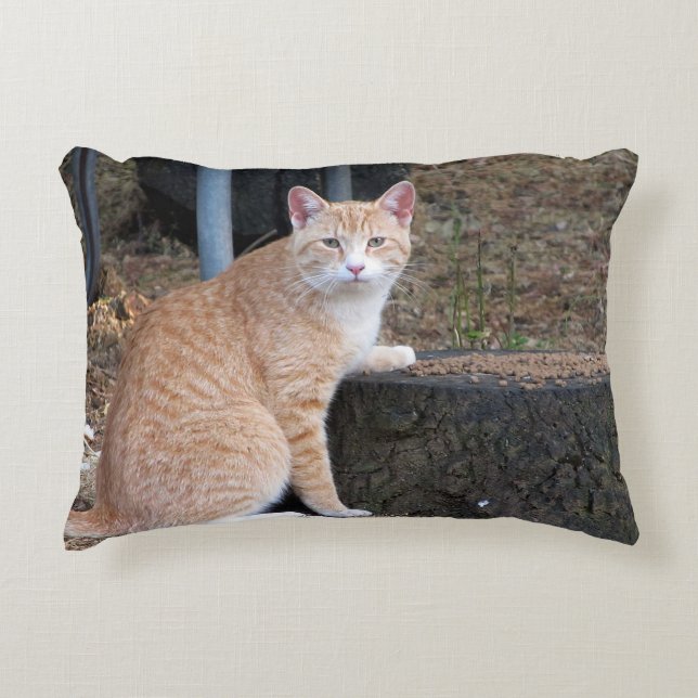 Almohada anaranjada del gato de Tabby (Anverso)