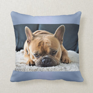 almohada azul dulce de Bulldog francés
