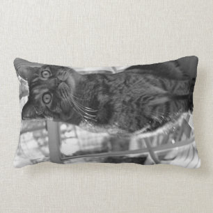 Almohada brillante de los ojos del gatito bonito
