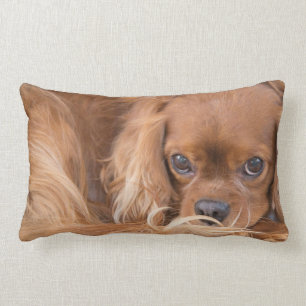 Almohada Cavalier King Charles Spaniel Ojos Fijos