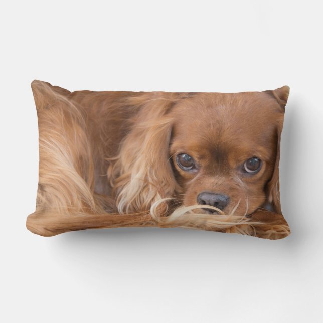 Almohada Cavalier King Charles Spaniel Ojos Fijos  (Anverso)