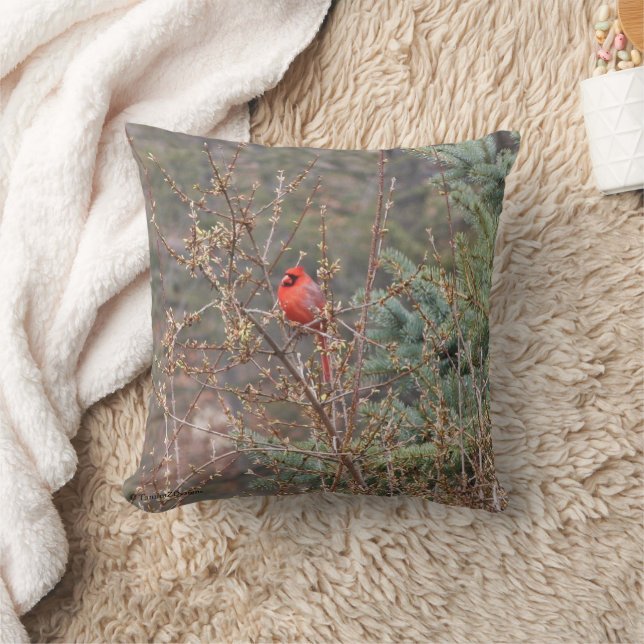 Almohada con Cardenal Macho Rojo en Setos de Forsy (Manta)