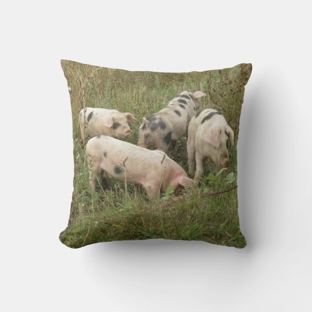 Almohada de Cerdos en un Campo (Anverso)