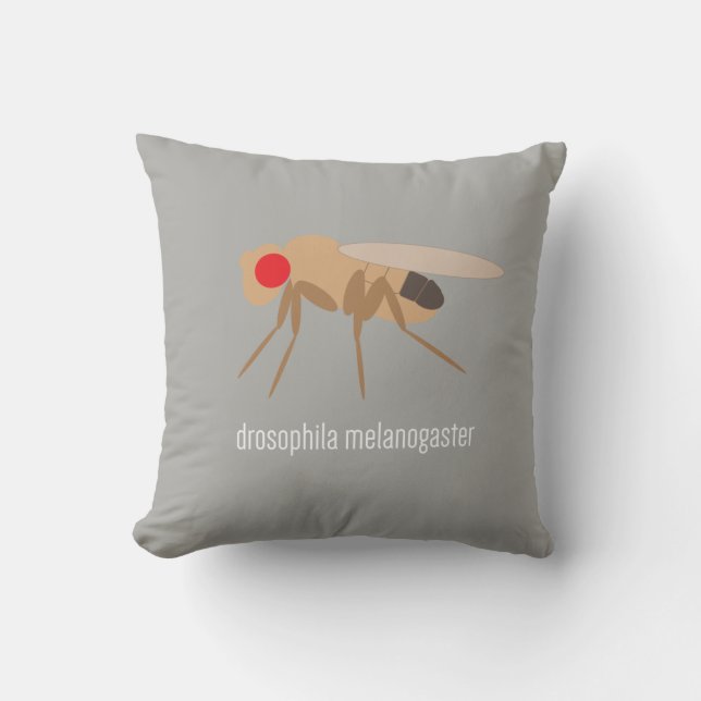 Almohada de la Drosophila (Anverso)