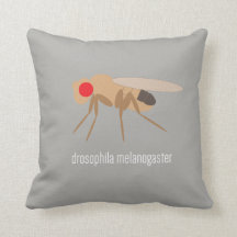 Almohada de la Drosophila