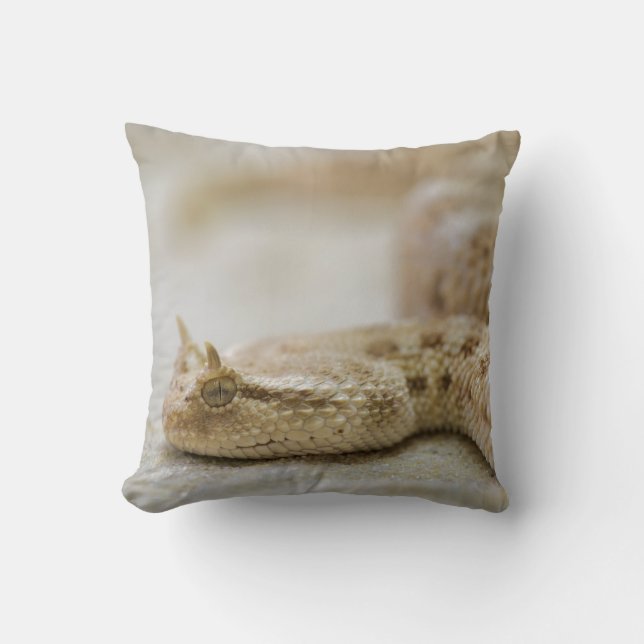 Almohada de la víbora de cuernos (Anverso)