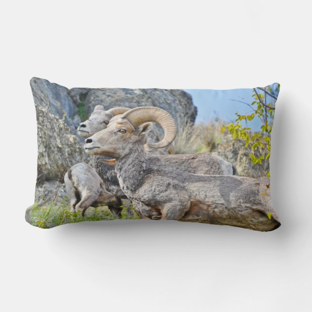 Almohada de las ovejas de montaña (Anverso)