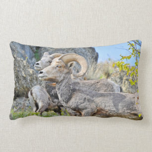 Almohada de las ovejas de montaña