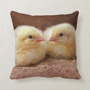 Almohada de los polluelos