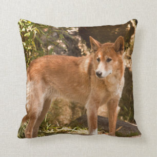 Almohada de tiro australiana del dingo