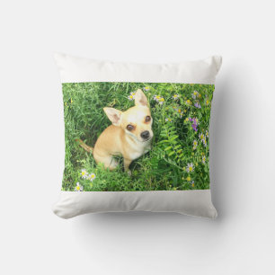 almohada de tiro blanco chihuahua.