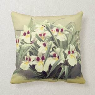 Almohada de tiro de la orquídea del odontoglossum