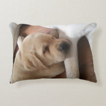 Almohada del amor del laboratorio