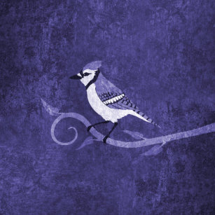 Cojines Pajaros Del Arrendajo Azul Zazzle Es