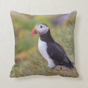 Almohada del frailecillo
