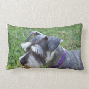 Almohada del Schnauzer