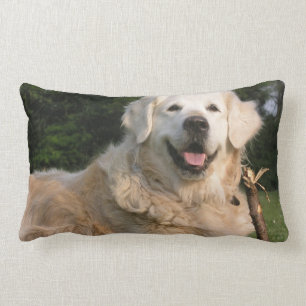 Almohada dulce del golden retriever