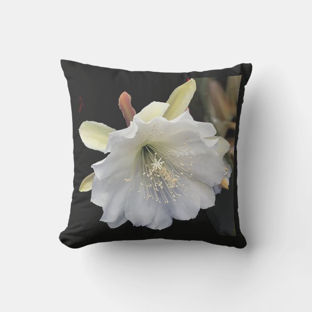 almohada exterior 16 x 16 (Anverso)