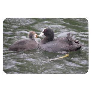 Almohadilla de aleta de pollo hambriento imán prem